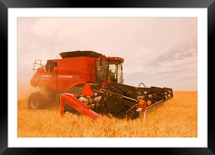 a combine harvests durum wheat  Framed Mounted Print by Dave Reede