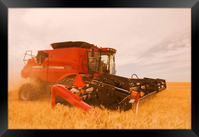a combine harvests durum wheat  Framed Print by Dave Reede
