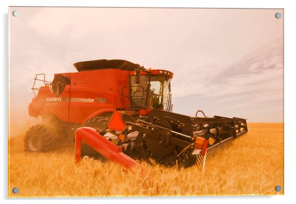 a combine harvests durum wheat  Acrylic by Dave Reede