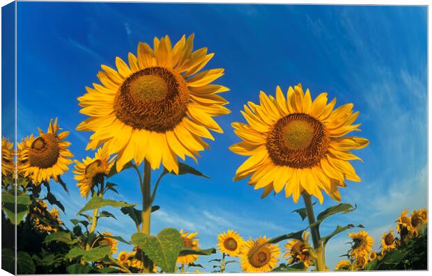 close-up of two sunflowers Canvas Print by Dave Reede