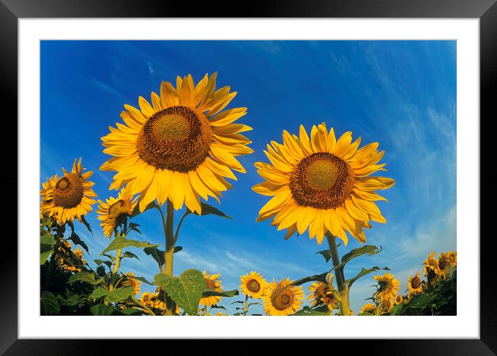 close-up of two sunflowers Framed Mounted Print by Dave Reede