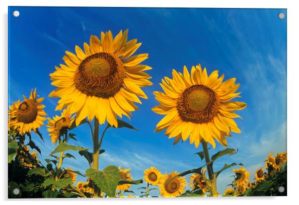 close-up of two sunflowers Acrylic by Dave Reede