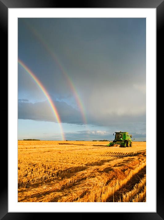 evening wheat harvest Framed Mounted Print by Dave Reede