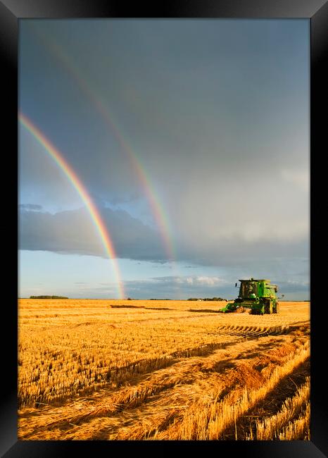 evening wheat harvest Framed Print by Dave Reede