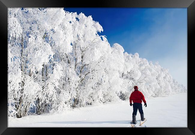 a man snowshoes towards frost covered trees in shelter belt Framed Print by Dave Reede