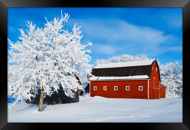 red barn and trees coated with hoarfrost Framed Print by Dave Reede