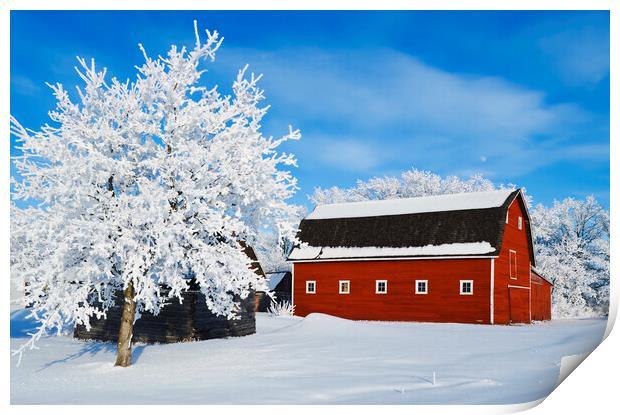 red barn and trees coated with hoarfrost Print by Dave Reede