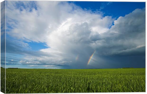 grain field and sky with rainbow  Canvas Print by Dave Reede