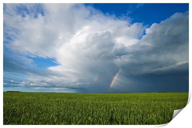 grain field and sky with rainbow  Print by Dave Reede