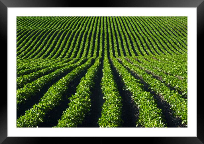 potato field  Framed Mounted Print by Dave Reede