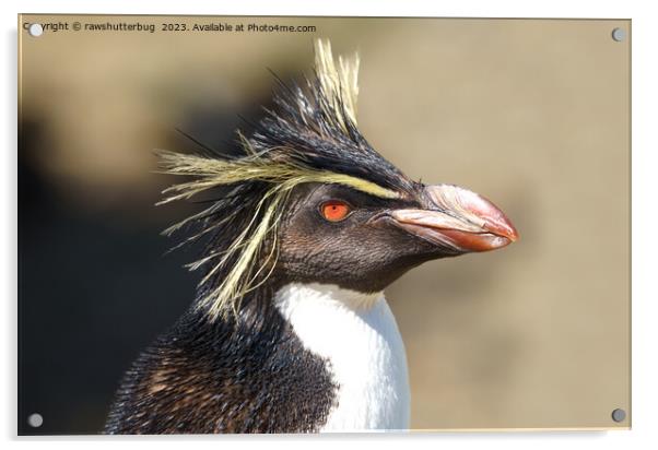 Erect-crested penguin Acrylic by rawshutterbug 