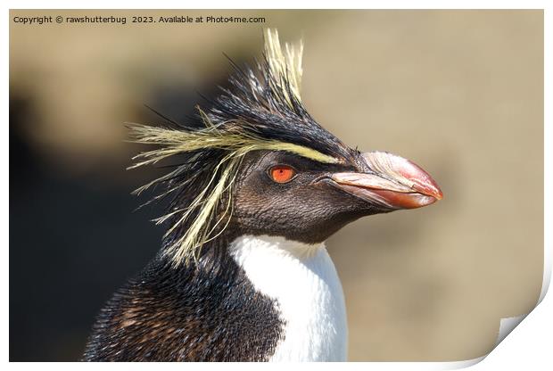 Erect-crested penguin Print by rawshutterbug 