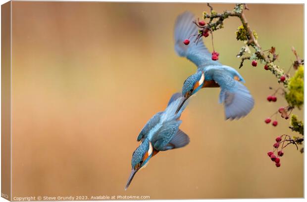Kingfisher Dive Canvas Print by Steve Grundy