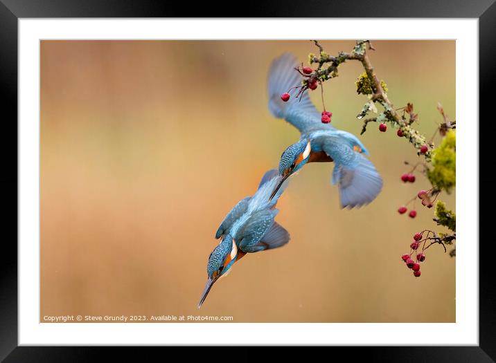 Kingfisher Dive Framed Mounted Print by Steve Grundy