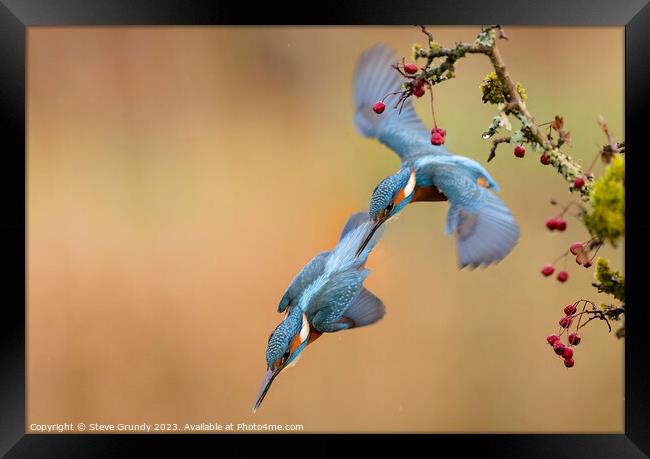 Kingfisher Dive Framed Print by Steve Grundy