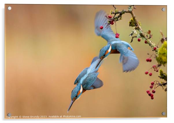 Kingfisher Dive Acrylic by Steve Grundy