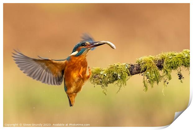 Kingfisher with fish Print by Steve Grundy