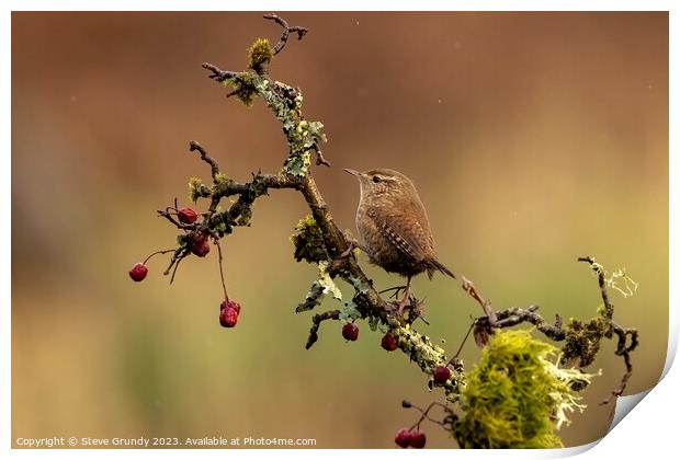 The Tiny Wren Print by Steve Grundy