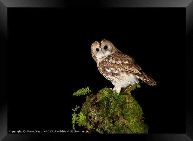 Night Owl Framed Print by Steve Grundy