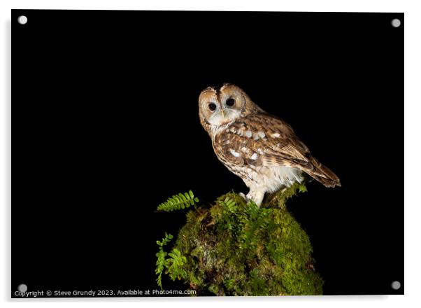 Night Owl Acrylic by Steve Grundy