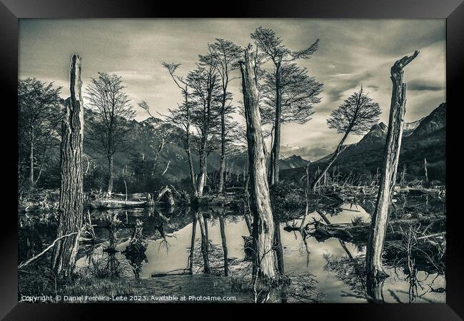 Dry forest landscape, tierra del fuego, argentina Framed Print by Daniel Ferreira-Leite