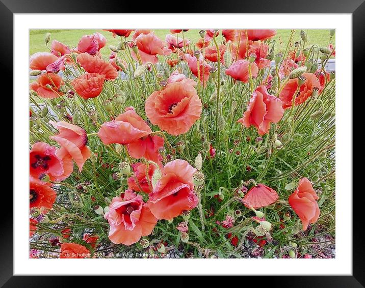 Poppies  Framed Mounted Print by Les Schofield