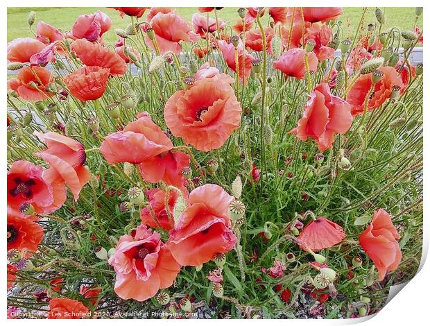 Poppies  Print by Les Schofield