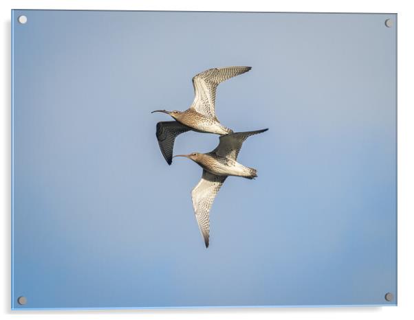 Curlews in Flight. Acrylic by Colin Allen