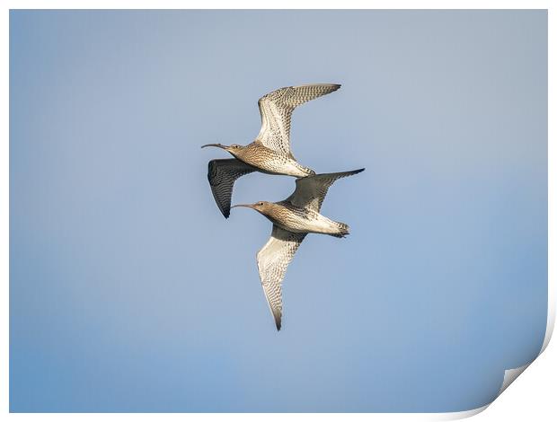 Curlews in Flight. Print by Colin Allen