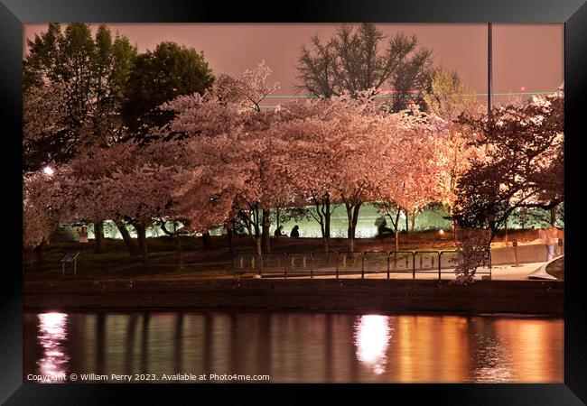Tidal Basin Cherry Blossoms Washington DC Framed Print by William Perry
