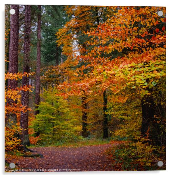 Autumn Trees on Coed Tan Dinas Walk in Snowdonia Acrylic by Pearl Bucknall