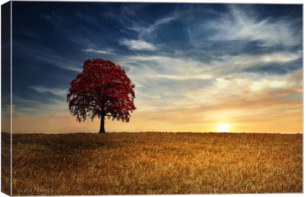 Red tree in the golden field Canvas Print by Dejan Travica