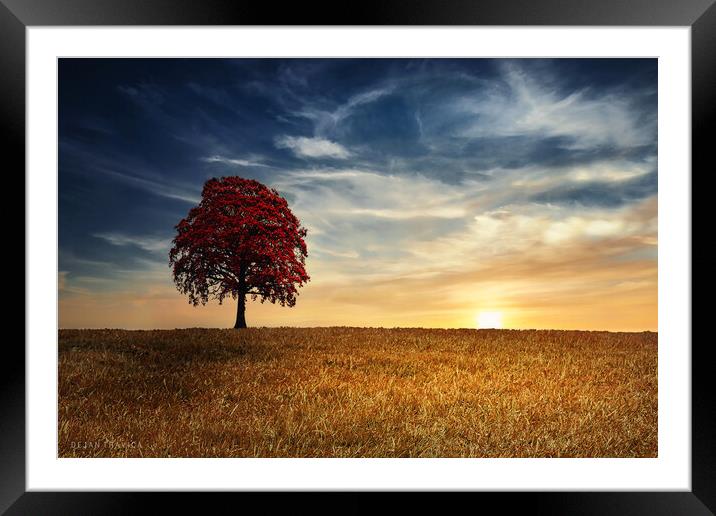 Red tree in the golden field Framed Mounted Print by Dejan Travica