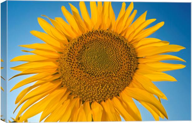 Single Sunflower Canvas Print by Dave Reede