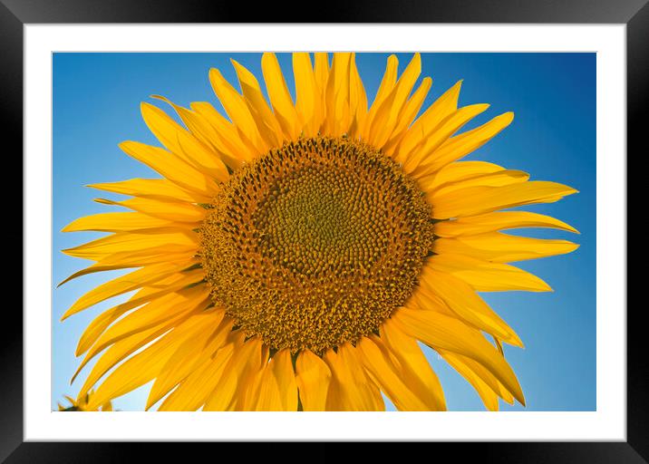 Single Sunflower Framed Mounted Print by Dave Reede