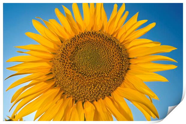 Single Sunflower Print by Dave Reede