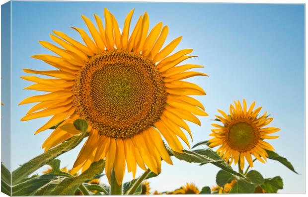 two sunflowers Canvas Print by Dave Reede