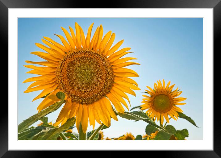 two sunflowers Framed Mounted Print by Dave Reede