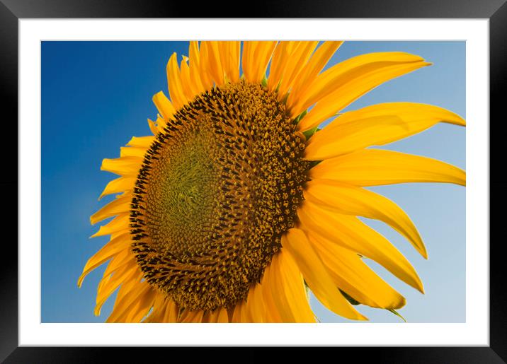 sunflower close-up Framed Mounted Print by Dave Reede