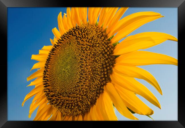 sunflower close-up Framed Print by Dave Reede