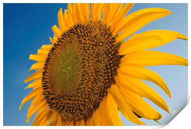 sunflower close-up Print by Dave Reede