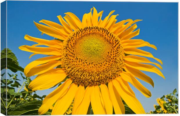sunflower Canvas Print by Dave Reede