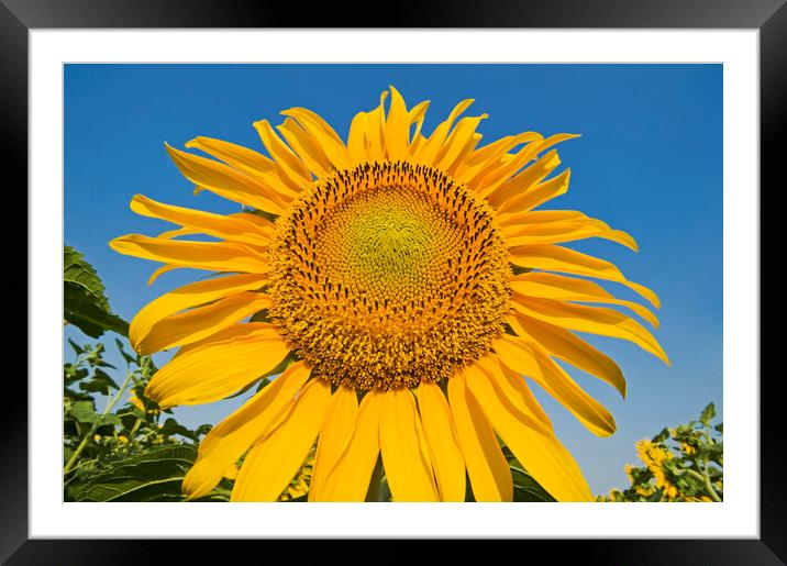 sunflower Framed Mounted Print by Dave Reede