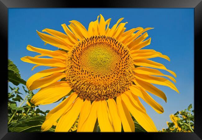 sunflower Framed Print by Dave Reede