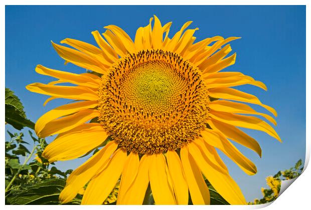 sunflower Print by Dave Reede