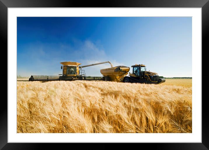 a combine unloads into a grain wagon on the go Framed Mounted Print by Dave Reede