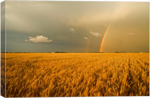 rainbow over winter wheat field Canvas Print by Dave Reede