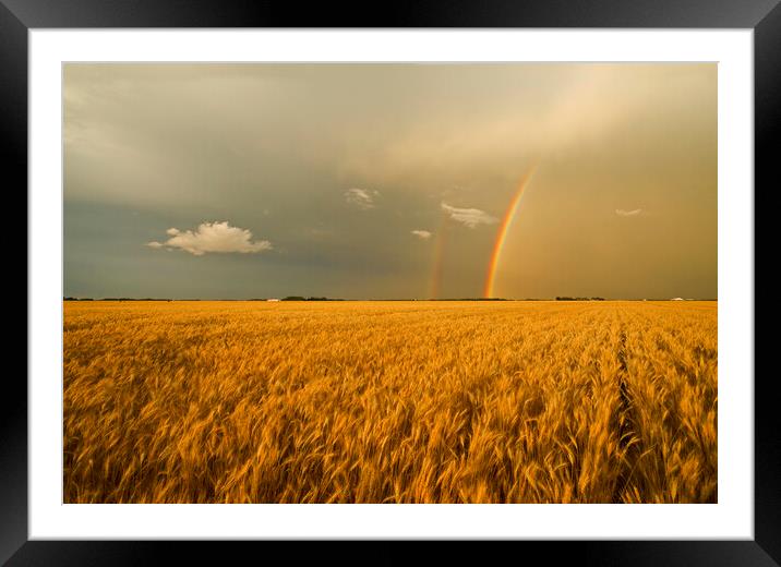 rainbow over winter wheat field Framed Mounted Print by Dave Reede