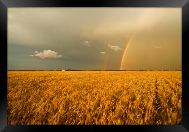 rainbow over winter wheat field Framed Print by Dave Reede