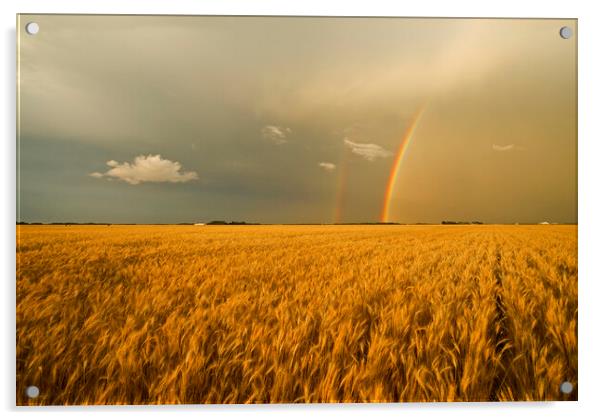 rainbow over winter wheat field Acrylic by Dave Reede